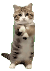 Dancing Kitten